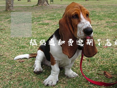 短信通知费逾期了怎么办 短信通知费逾期了怎么办