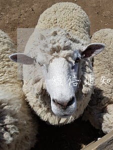 短信通知费逾期怎么解决 短信通知费逾期怎么解决
