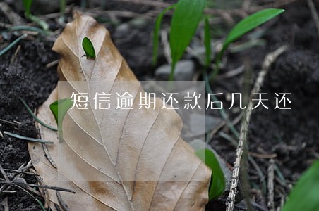 短信逾期还款后几天还 短信逾期还款后几天还