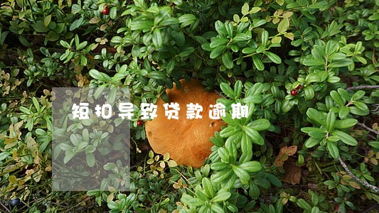 短扣导致贷款逾期 短扣导致贷款逾期