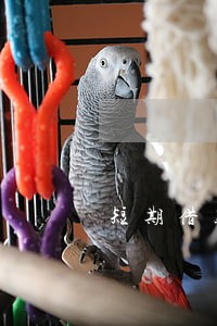 短期借款逾期的会计处理 短期借款逾期的会计处理