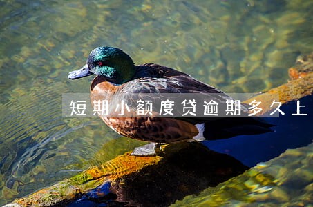 短期小额度贷逾期多久上门 短期小额度贷逾期多久上门