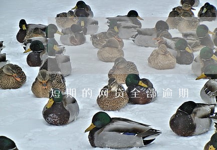 短期的网贷全部逾期 短期的网贷全部逾期