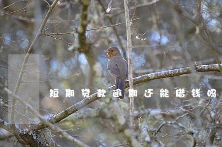 短期贷款逾期还能借钱吗
