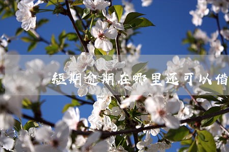 短期逾期在哪里还可以借网贷 短期逾期在哪里还可以借网贷