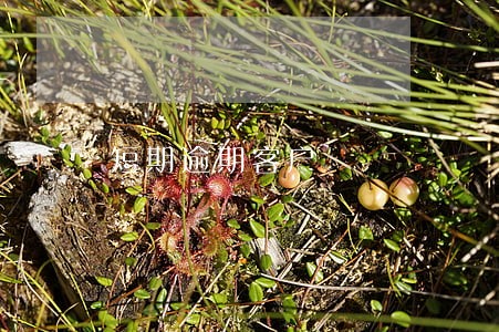 短期逾期客户 短期逾期客户