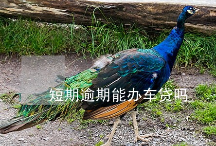 短期逾期能办车贷吗 短期逾期能办车贷吗