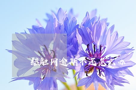 短融网逾期不还怎么办 短融网逾期不还怎么办