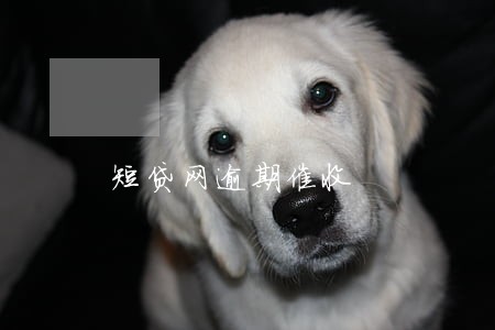 短贷网逾期催收