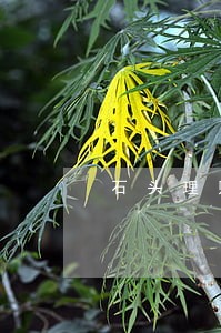 石头理财两笔逾期 石头理财两笔逾期