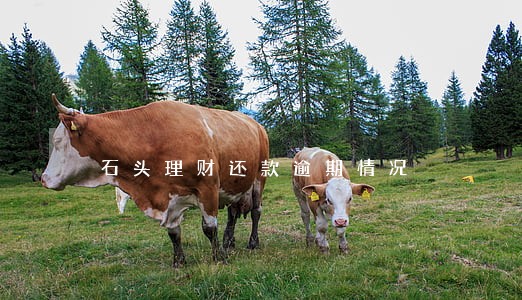 石头理财还款逾期情况 石头理财还款逾期情况