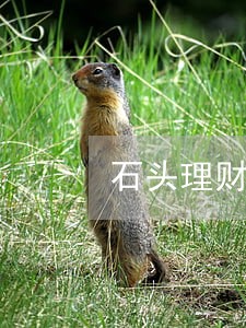 石头理财逾期分析 石头理财逾期分析