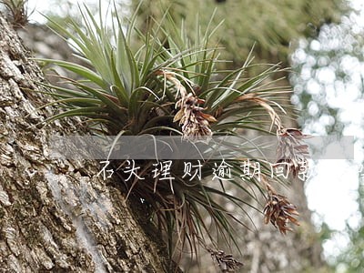 石头理财逾期回款了吗 石头理财逾期回款了吗