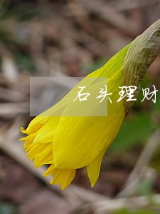 石头理财逾期回款到账了吗 石头理财逾期回款到账了吗