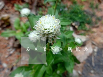 石头管家逾期报案 石头管家逾期报案
