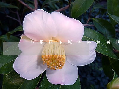 石家庄乐城国际贸易城违法 石家庄乐城国际贸易城违法