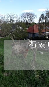 石家庄交通违章逾期有滞纳金吗 石家庄交通违章逾期有滞纳金吗