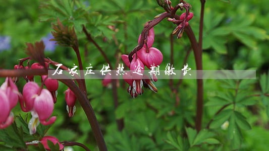 石家庄供热逾期缴费 石家庄供热逾期缴费