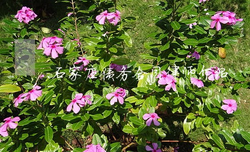 石家庄债务合同律师介绍 石家庄债务合同律师介绍