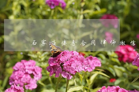 石家庄债务合同律师微信咨询 石家庄债务合同律师微信咨询