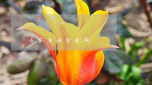 石家庄债务逾期 石家庄债务逾期