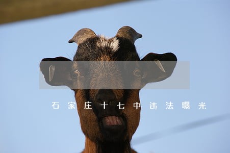 石家庄十七中违法曝光 石家庄十七中违法曝光