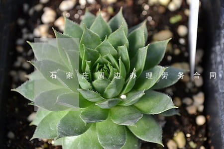 石家庄周边办理劳务合同律师 石家庄周边办理劳务合同律师