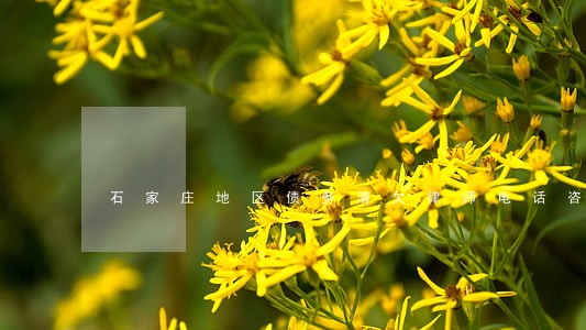 石家庄地区债务清欠律师电话咨询 石家庄地区债务清欠律师电话咨询