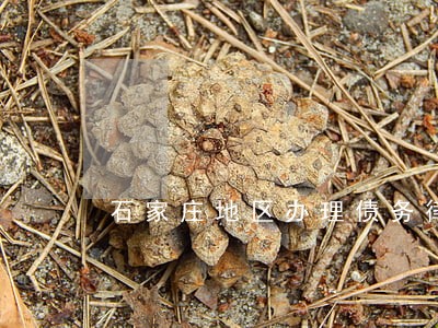石家庄地区办理债务律师排名 石家庄地区办理债务律师排名
