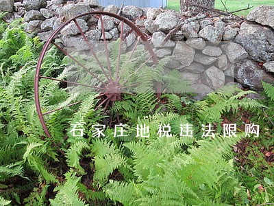 石家庄地税违法限购 石家庄地税违法限购