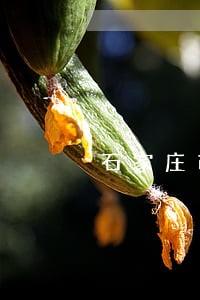 石家庄市债务合同律师费怎么算 石家庄市债务合同律师费怎么算
