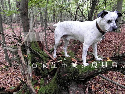 石家庄市城乡规划局法规处电话