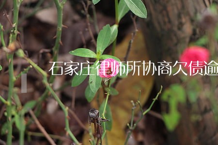 石家庄律师所协商欠债逾期 石家庄律师所协商欠债逾期