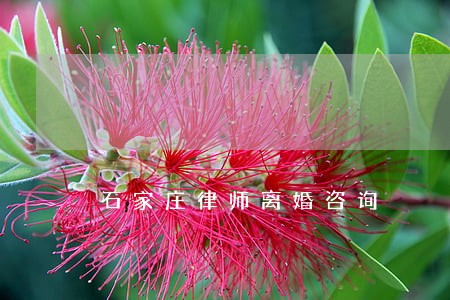 石家庄律师离婚咨询 石家庄律师离婚咨询