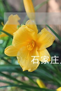 石家庄房地产律师谁最强 石家庄房地产律师谁最强