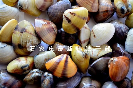 石家庄最新违法干部 石家庄最新违法干部