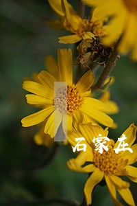 石家庄有名房产律师推荐 石家庄有名房产律师推荐