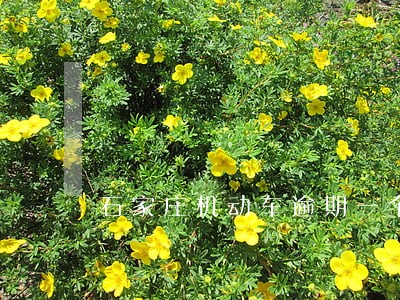 石家庄机动车逾期一个月没检车 石家庄机动车逾期一个月没检车