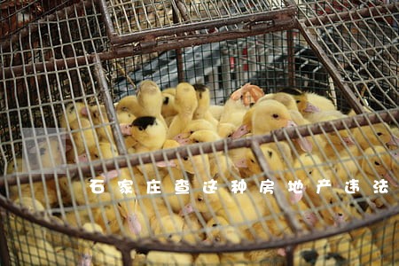 石家庄查这种房地产违法的媒体