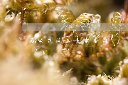 石家庄汽车违章查询