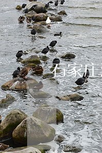 石家庄法律咨询处电话 石家庄法律咨询处电话