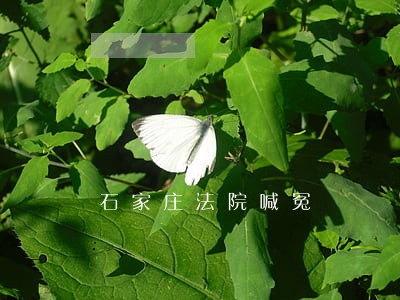 石家庄法院喊冤 石家庄法院喊冤