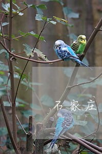 石家庄电动车法规 石家庄电动车法规