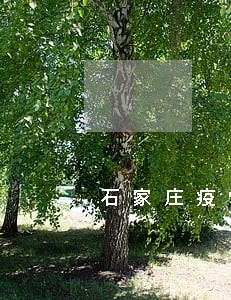 石家庄疫情期间花呗逾期了 石家庄疫情期间花呗逾期了