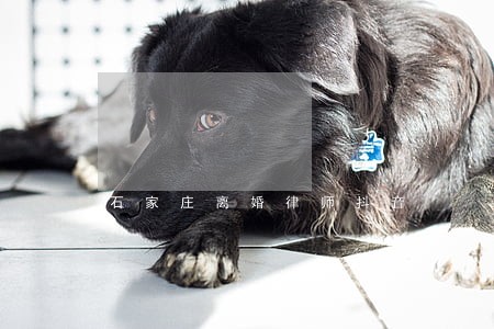石家庄离婚律师抖音 石家庄离婚律师抖音