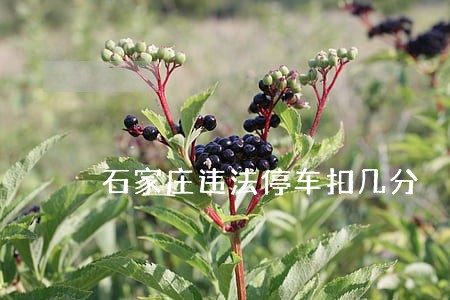 石家庄违法停车扣几分 石家庄违法停车扣几分