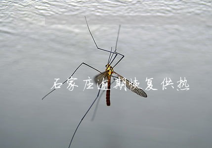石家庄逾期恢复供热 石家庄逾期恢复供热