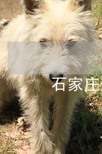 石家庄逾期未检车辆查询