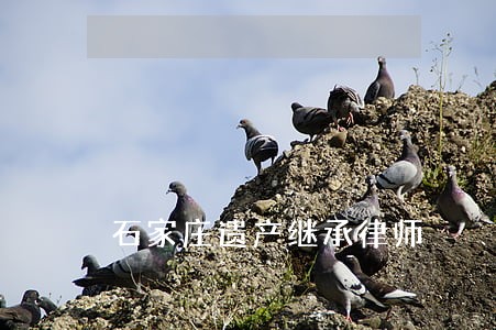 石家庄遗产继承律师 石家庄遗产继承律师