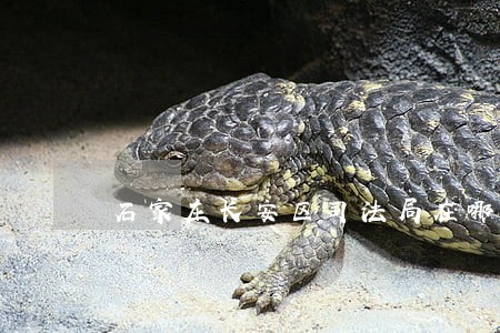 石家庄长安区司法局在哪 石家庄长安区司法局在哪